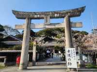 福岡賞櫻🌸西公園櫻花璀璨🌸