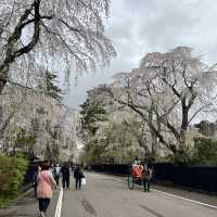 【秋田】武家屋敷通りが美しい桜の名所🌸