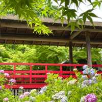 【千葉】北の鎌倉と呼ばれる「本土寺」菖蒲、紫陽花の名所