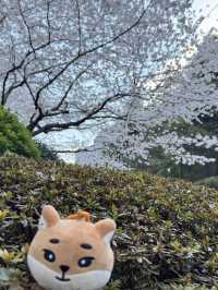 釜山賞櫻之旅