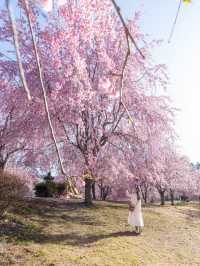 千本の垂れ桜 奈良に咲く最後の桜