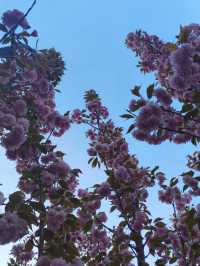 Where the cherry blossoms Meet the Flow: Changbai’s Serene Spring