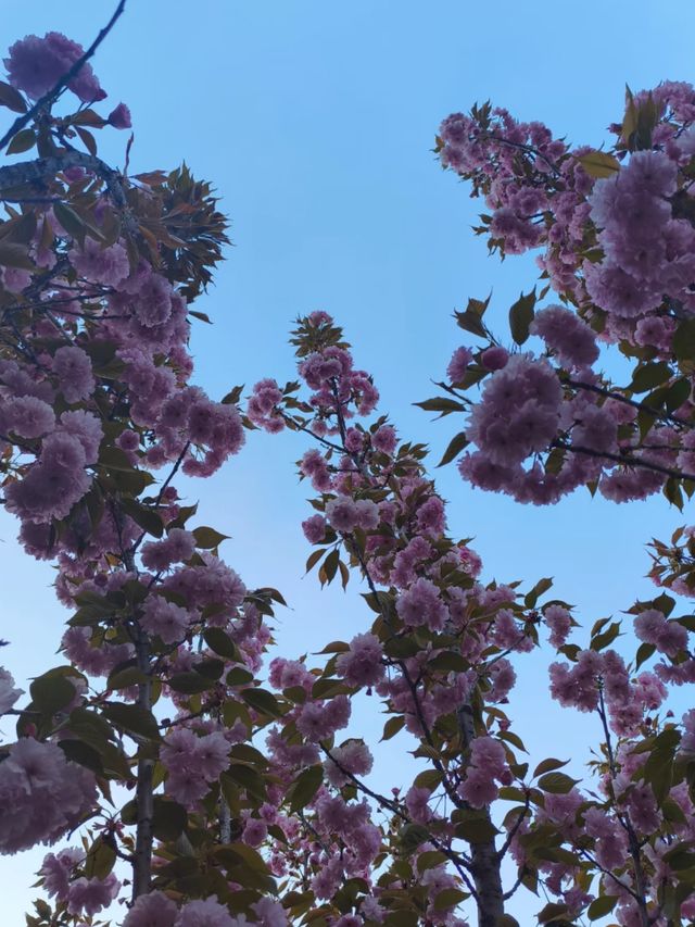 Where the cherry blossoms Meet the Flow: Changbai’s Serene Spring