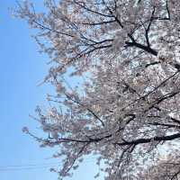 청주 봄 벚꽃 여행 성지 무심천 🌸🌸