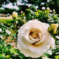 🌹 Hitachi Rose Garden: A Blooming Jewel in Ibaraki, Japan