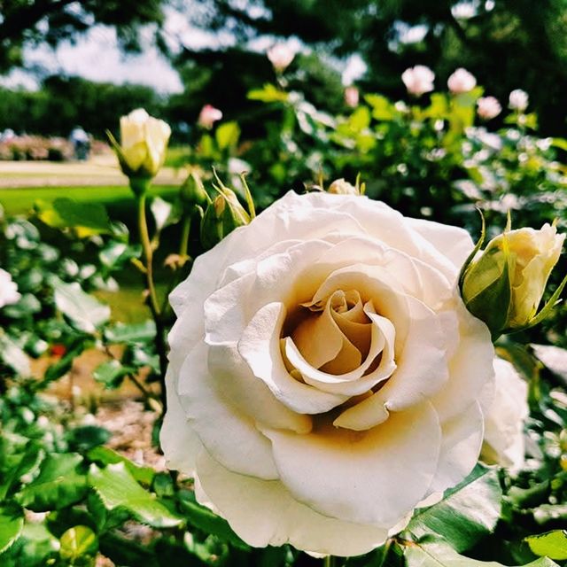 🌹 Hitachi Rose Garden: A Blooming Jewel in Ibaraki, Japan