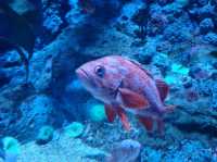 #新加坡S.E.A Aquarium-新加坡聖淘沙島