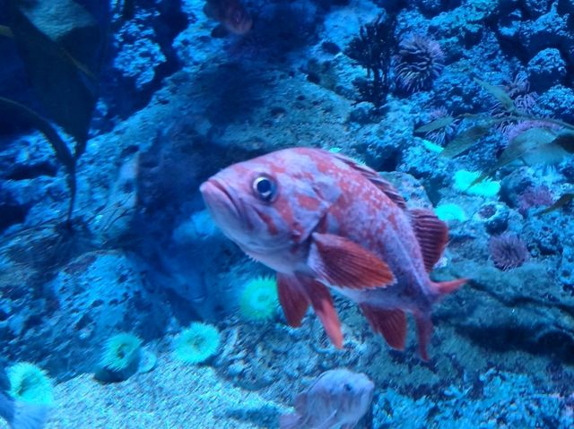 #新加坡S.E.A Aquarium-新加坡聖淘沙島