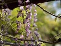 夢幻的紫藤花園