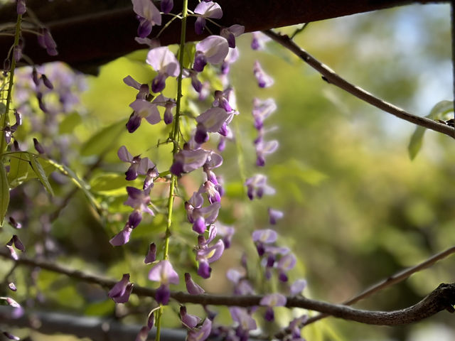夢幻的紫藤花園