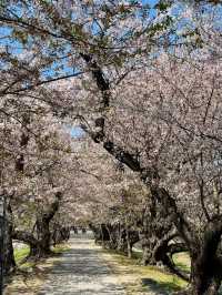 Blossoms & a Hidden Escape