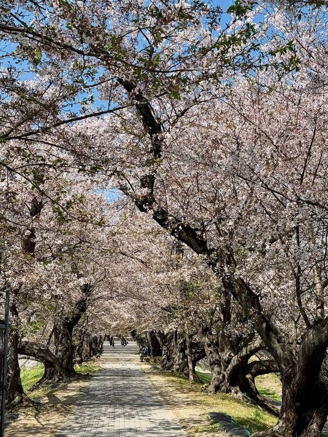 Blossoms & a Hidden Escape
