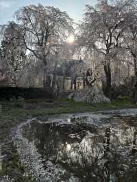 Reflection of Sakura : Anyouji Temple, Matsumoto