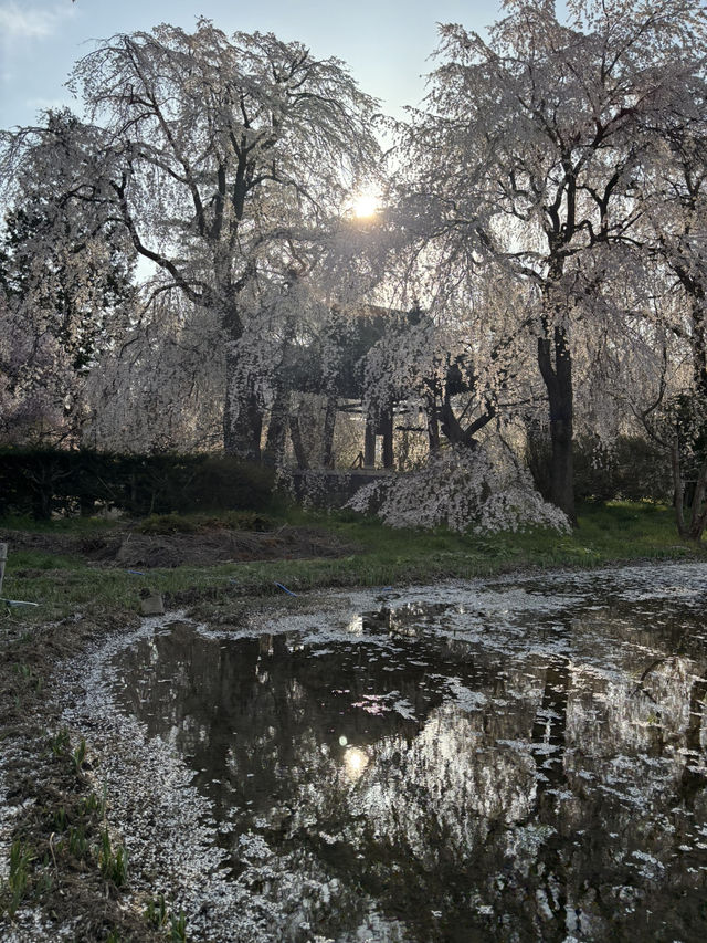 Reflection of Sakura : Anyouji Temple, Matsumoto