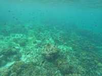 【セブ島・アイランドホッピング】  エメラルドの海をボートで駆け抜けて、南国の離島を巡る旅