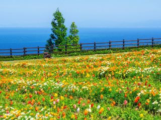 Awaji Island Flower Viewing Trip at Hyogo Prefectural Park!