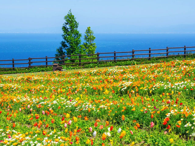 淡路島賞花一遊，兵庫縣立公園！