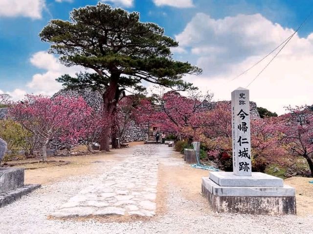 沖繩賞櫻-今歸仁城跡，日本百大名城的美麗與哀愁。