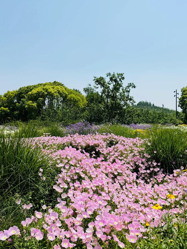 🌸 2W Steps of Flower Power! | Ultimate Flower Walk in Shanghai’s Expo Culture Park 🌿