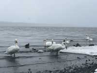 【コタン温泉露天風呂｜北海道・屈斜路湖】 雪景色 × 温泉 × 白鳥…冬だけのご褒美、ここにあります。