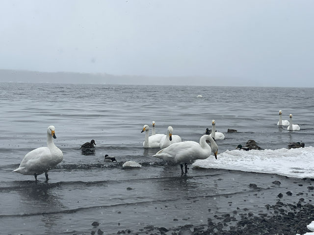 【コタン温泉露天風呂｜北海道・屈斜路湖】 雪景色 × 温泉 × 白鳥…冬だけのご褒美、ここにあります。
