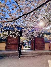 The Calm Beneath Crimson Eaves: Spring at Tochoji Temple