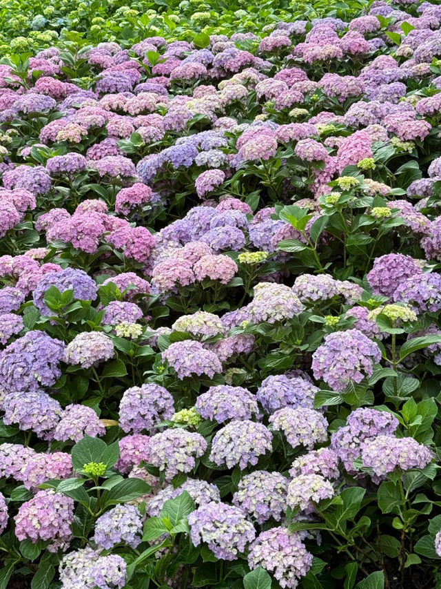 🌼 The Endless Summer Flower Sea at the Botanical Garden has finally arrived