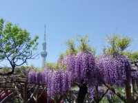 龜戶天神社｜東京第一名紫藤花海＋晴空塔絕美背景