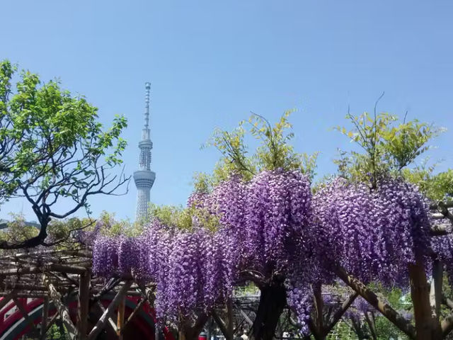 龜戶天神社｜東京第一名紫藤花海＋晴空塔絕美背景