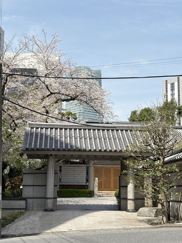 Sakura Season in Japan 🌸✨ 7Apr - 9Apr 2025