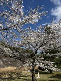 🏞️【皇居春日限定開放】趕上滿開櫻花×最後開放日！東京市中心的賞櫻驚喜體驗 🌸