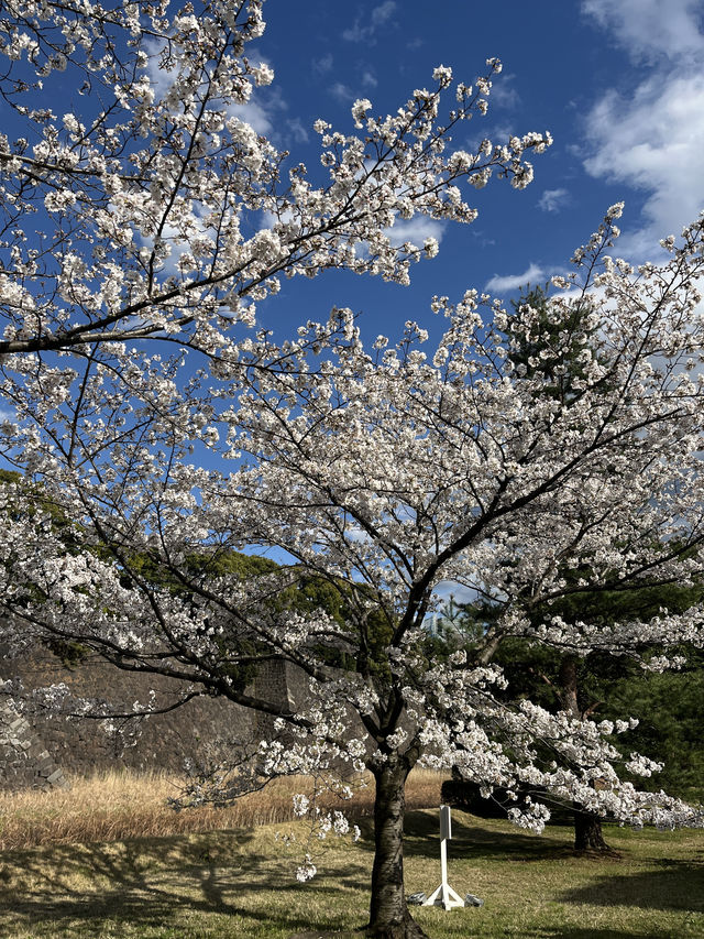 🏞️【皇居春日限定開放】趕上滿開櫻花×最後開放日！東京市中心的賞櫻驚喜體驗 🌸