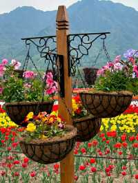 Asia’s Largest Tulip Garden: Indira Gandhi Memorial Tulip Garden, Srinagar