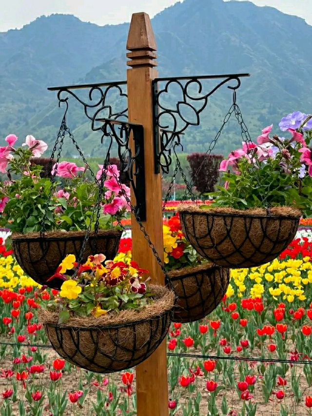 Asia’s Largest Tulip Garden: Indira Gandhi Memorial Tulip Garden, Srinagar