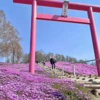 今が見頃！絶景芝桜🌸