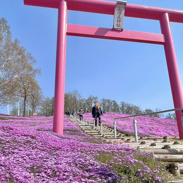 今が見頃！絶景芝桜🌸