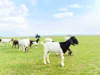 เหมือนอยู่นิวซีแลนด์ แต่ใกล้แค่ลพบุรี