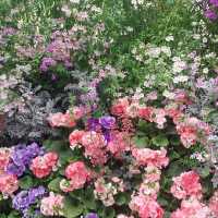 Springtime Beauty at Fitzroy Gardens, Melbourne