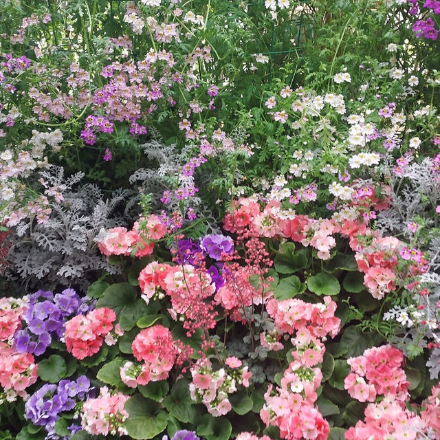 Springtime Beauty at Fitzroy Gardens, Melbourne