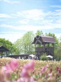 丘一面の春色パレット絶景に包まれる幸せな時間🌷🌼🌸※観光攻略情報付き