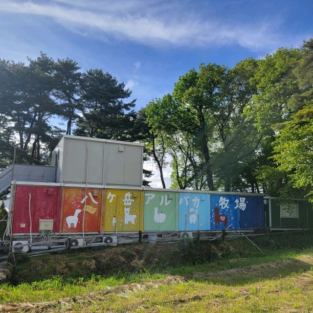 【長野】八ヶ岳アルパカ牧場