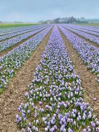 Spring in 't Zand, Schagen: A Hidden Gem in Bloom ❤️