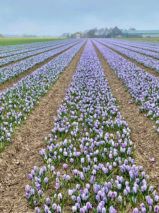 Spring in 't Zand, Schagen: A Hidden Gem in Bloom ❤️