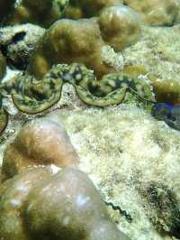 自然の恵みが息づくシミラン諸島。透明な海と多様な生態系を体験できる理想的な旅先です。