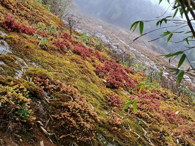 Exploring the majesty trekking in Northen Vietnam