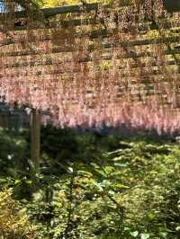 岡山｜在紫藤季再訪阿智神社 賞阿智大藤與抽彩色籤