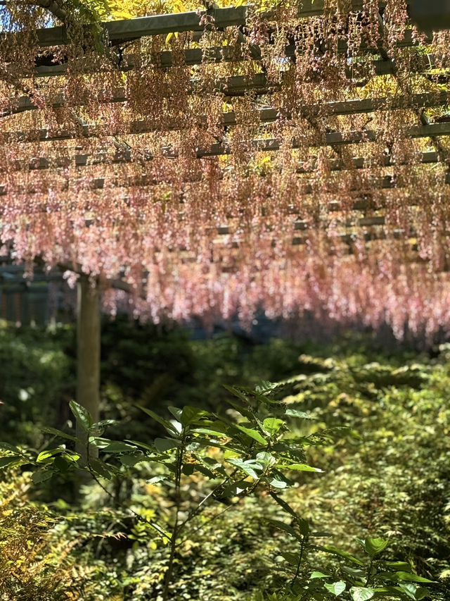 岡山｜在紫藤季再訪阿智神社 賞阿智大藤與抽彩色籤