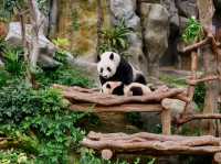 香港🇭🇰 海洋公園睇熊貓🐼