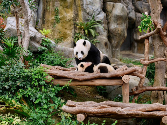 香港🇭🇰 海洋公園睇熊貓🐼