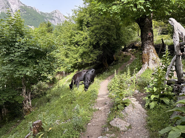 【Valbonë〜Theth ハイキング②｜16kmの絶景トレイルを歩く】 呪われた山を越え、アルバニアの秘境テス村へ